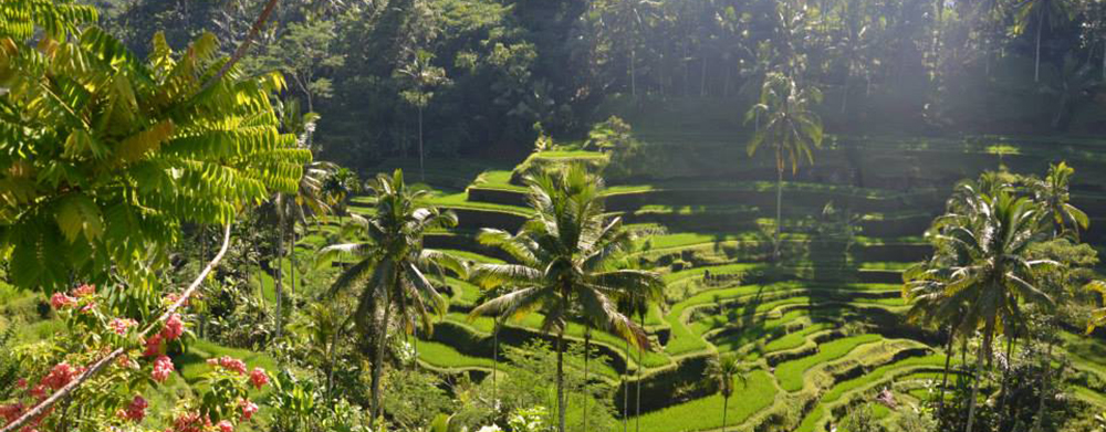 Vie Green - Voyage à Bali